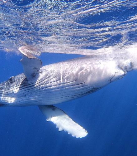Foto de Avistamiento de ballenas en Moorea