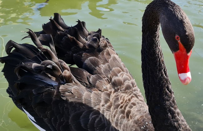 Biglietti per lo Zoo La Era de las Aves - Foto 6
