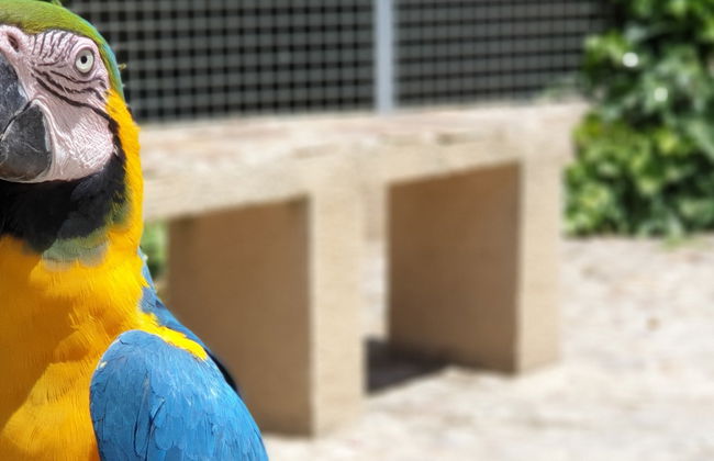 Biglietti per lo Zoo La Era de las Aves - Foto 8