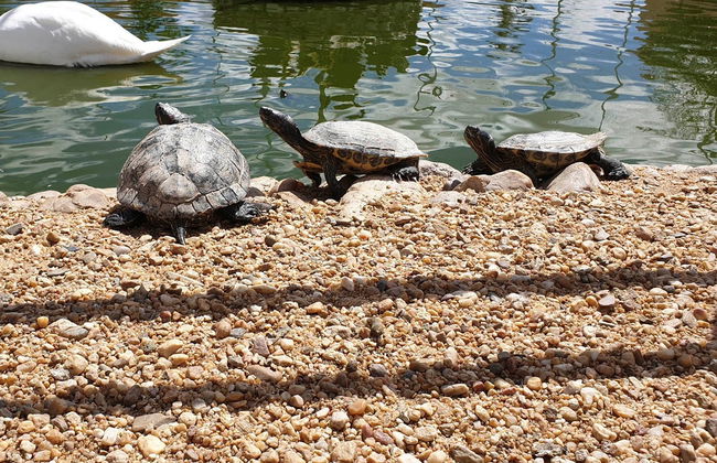 Biglietti per lo Zoo La Era de las Aves - Foto 7