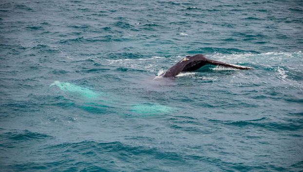 Árskógssandur Whale Watching - Photo 5