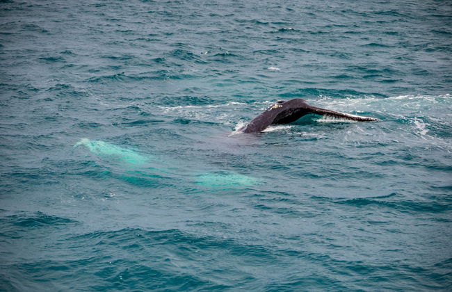 Avistamento de baleias em Árskógssandur - Foto 5