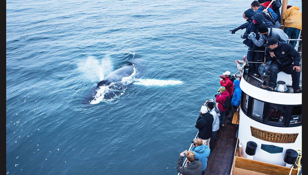 Árskógssandur Whale Watching - Photo 2