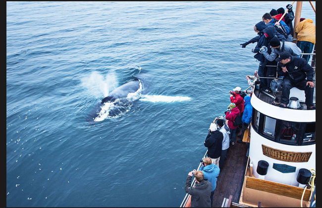 Avistamento de baleias em Árskógssandur - Foto 2