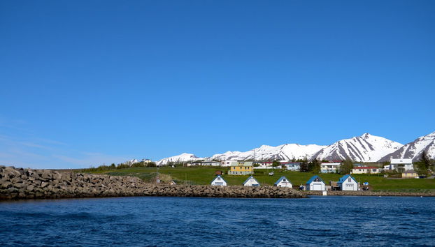 Árskógssandur Whale Watching - Photo 4