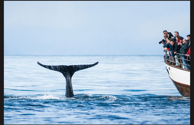Avistamento de baleias em Árskógssandur - Foto 1