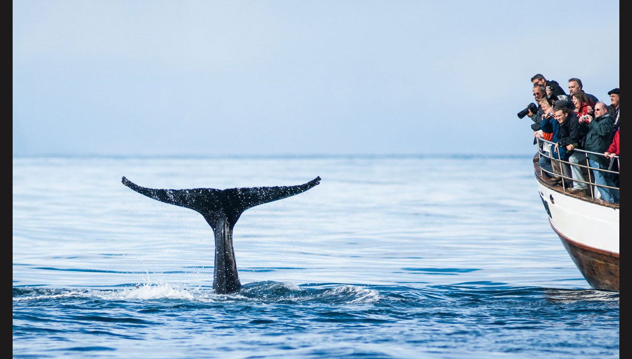 Árskógssandur Whale Watching - Photo 1