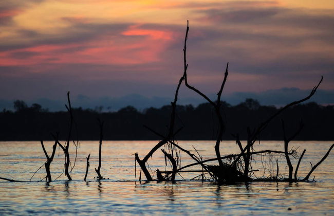 Amazon Jungle Night Hike - Foto 4