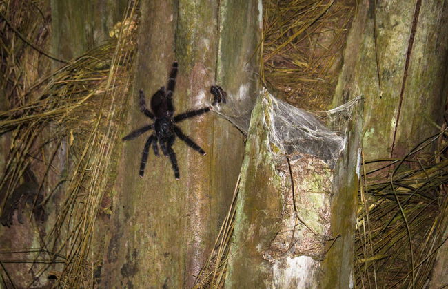 Amazon Jungle Night Hike - Foto 6