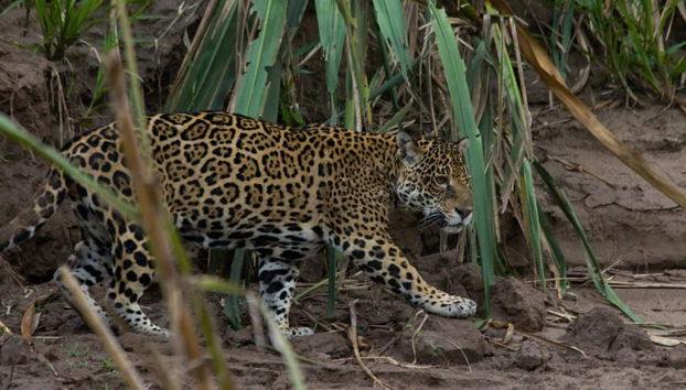 Amazon Jungle Night Hike - Foto 5