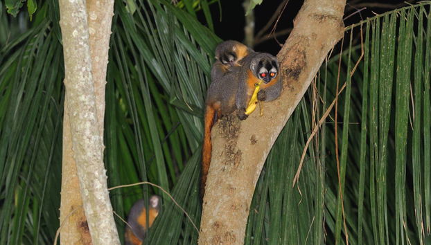 Amazon Jungle Night Hike - Foto 3