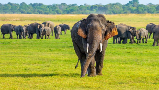 Private Polonnaruwa Excursion + Safari in Minneriya National Park - Photo 3