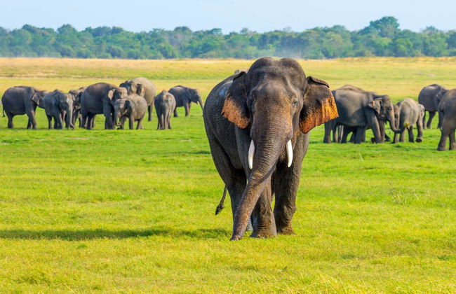 Private Polonnaruwa Excursion + Safari in Minneriya National Park - Photo 3