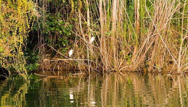 Tirolina y cave tubing en el Parque Jaguar Paw - Foto 4