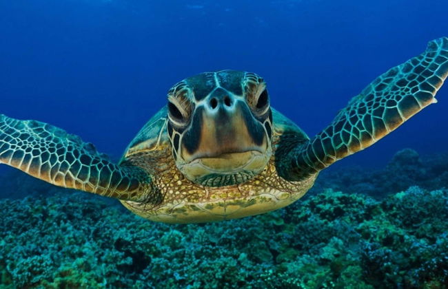 Snorkel en Mirissa - Foto 2