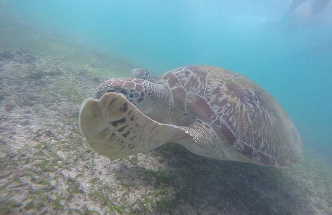 Snorkel en Mirissa - Foto 4