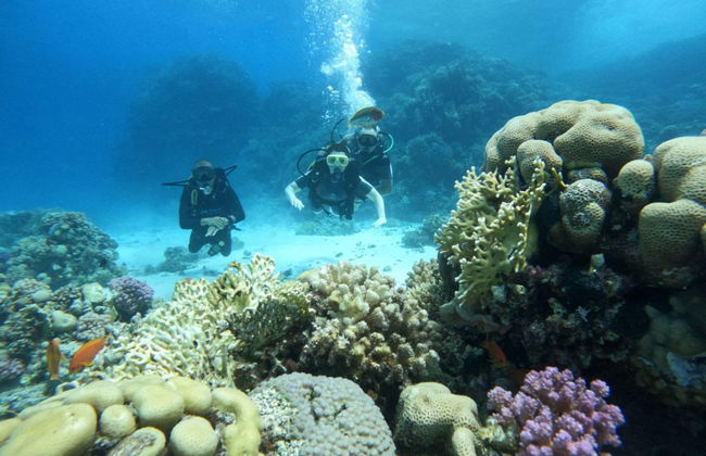 Red Sea Beginners Scuba Diving - Photo 9