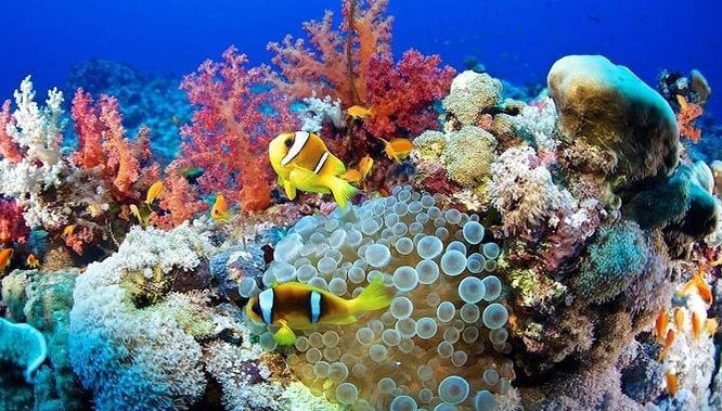 Red Sea Beginners Scuba Diving - Foto 1