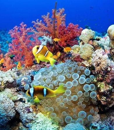 Foto - Immersione e snorkeling nel Mar Rosso