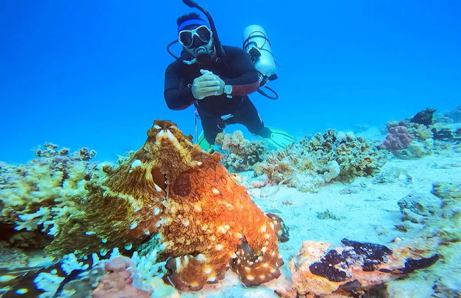 Red Sea Beginners Scuba Diving - Foto 19