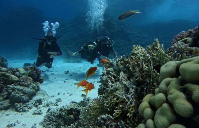 Red Sea Beginners Scuba Diving - Photo 10