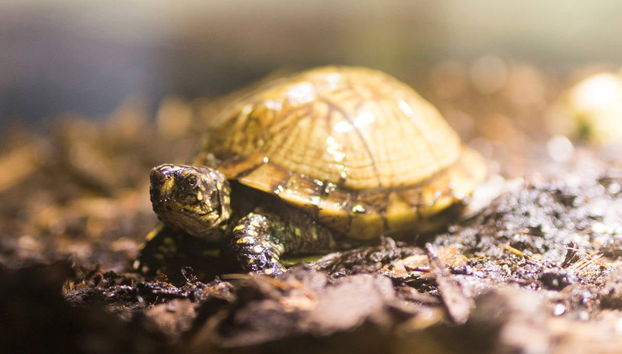 Biglietti per il SEA LIFE® Munich - Foto 4