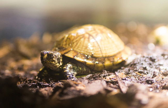 Ingresso do SEA LIFE® Munich - Foto 4