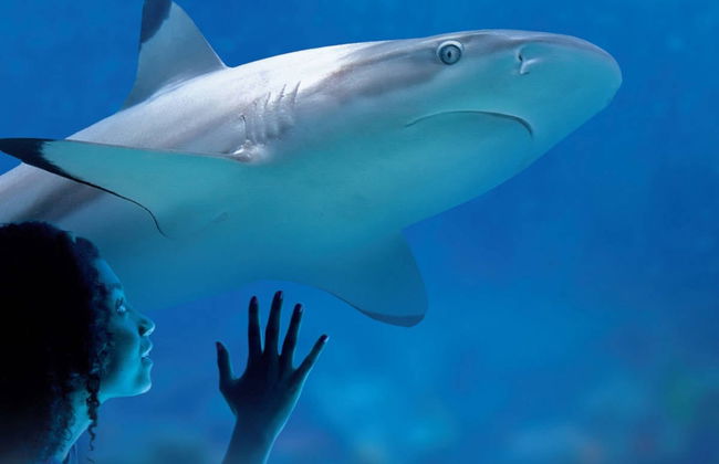 Ingresso do SEA LIFE® Munich - Foto 1