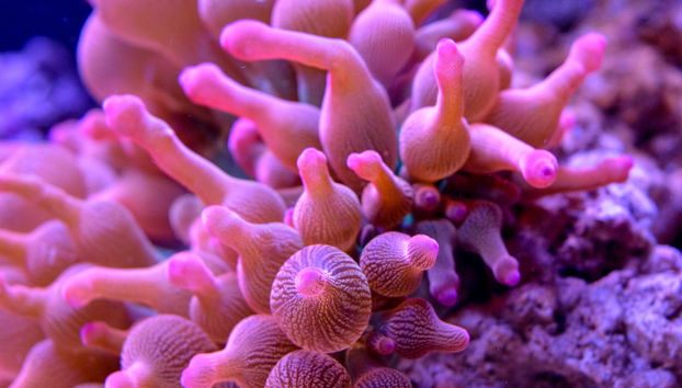 Biglietti per il SEA LIFE® Munich - Foto 5