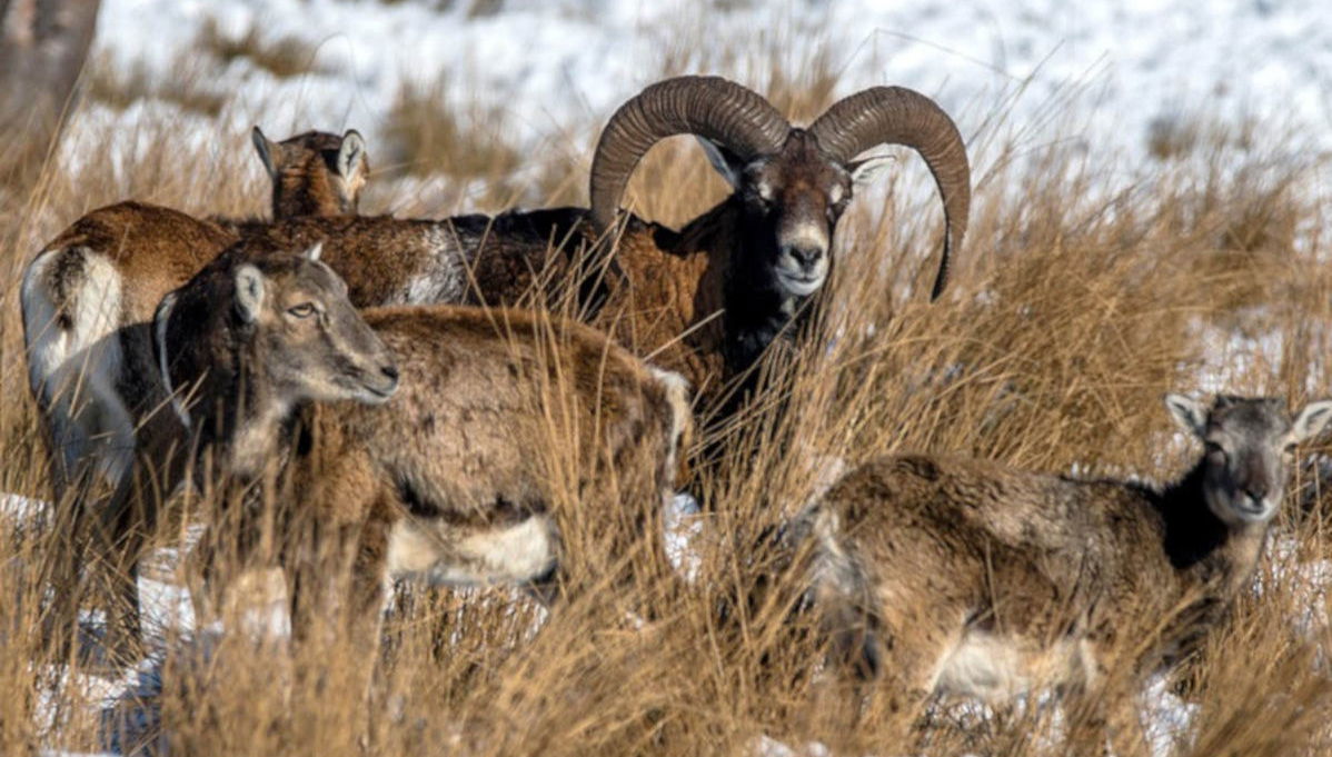 Escursione al Parco nazionale De Hoge Veluwe - Foto 1