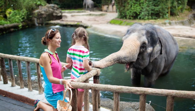 Singapore Zoo Tour - Foto 5