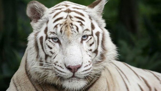 Singapore Zoo Tour - Foto 2