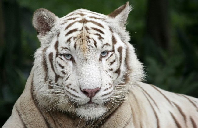 Singapore Zoo Tour - Foto 2