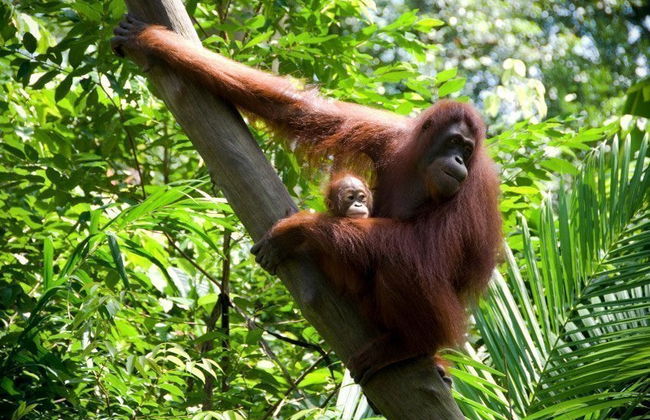 Singapore Zoo Tour - Foto 1