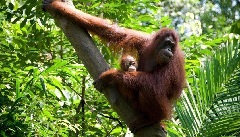 Singapore Zoo Tour - Foto 1