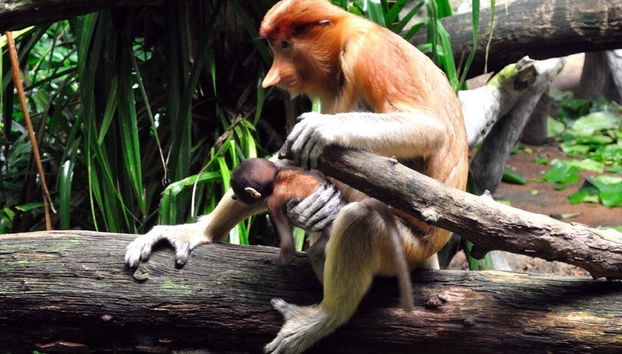 Singapore Zoo Tour - Foto 3