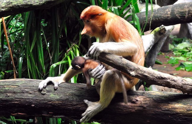 Singapore Zoo Tour - Foto 3