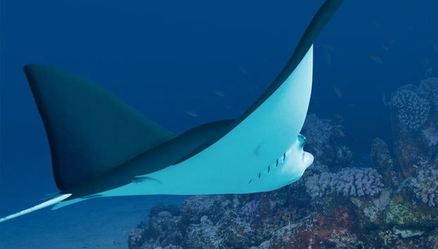 Livorno Aquarium Ticket - Foto 4