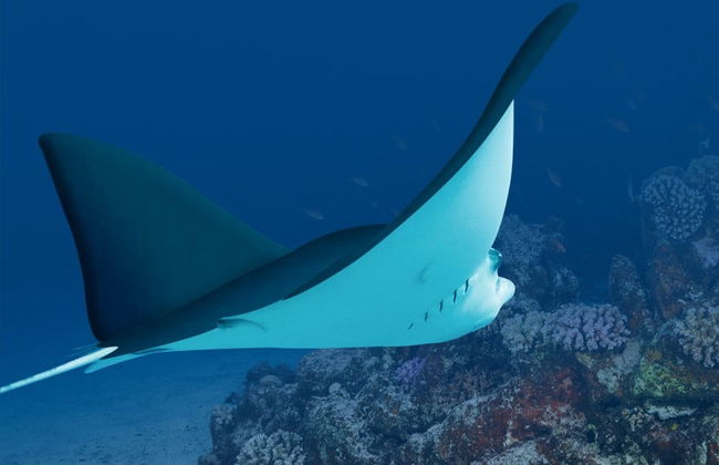 Livorno Aquarium Ticket - Foto 4