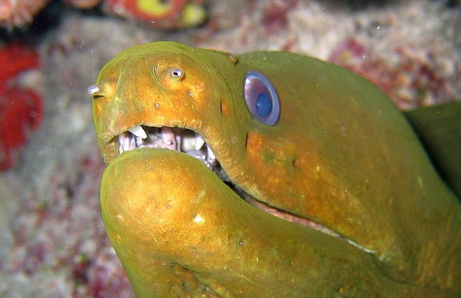 Entrada al Acuario de Livorno - Foto 4