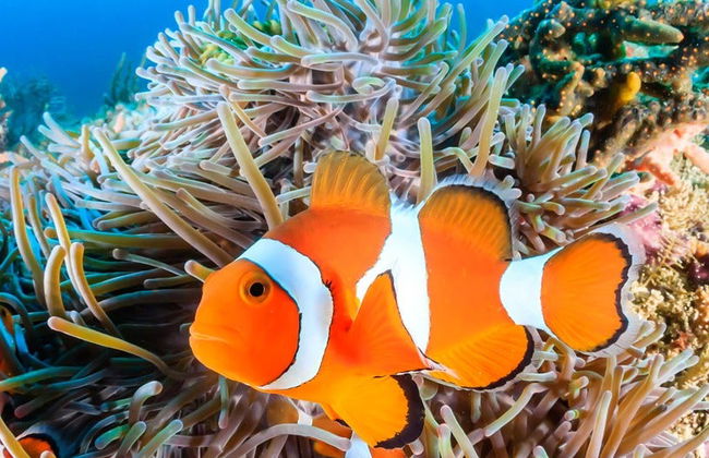 Entrada al Acuario de Livorno - Foto 2