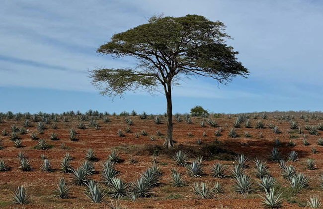 Mr. Lionso Ranch Visit + Mezcal Tasting - Photo 2