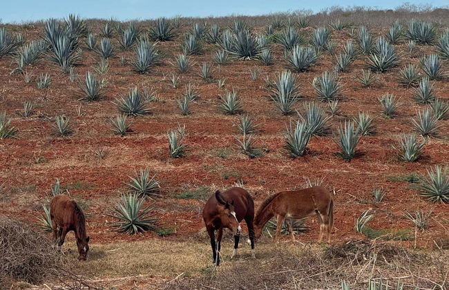 Mr. Lionso Ranch Visit + Mezcal Tasting - Photo 4