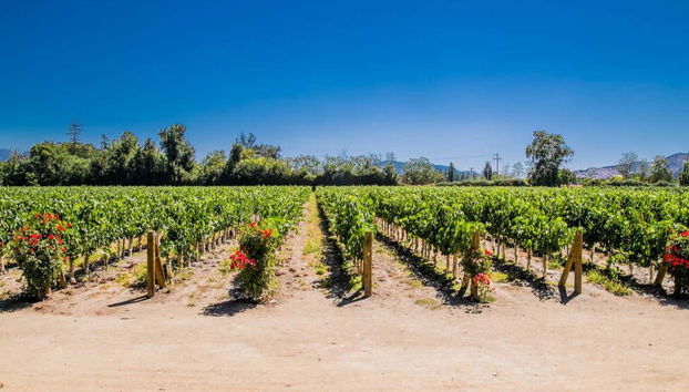 Excursión a Isla Negra, Pomaire y Viña Undurraga - Foto 4