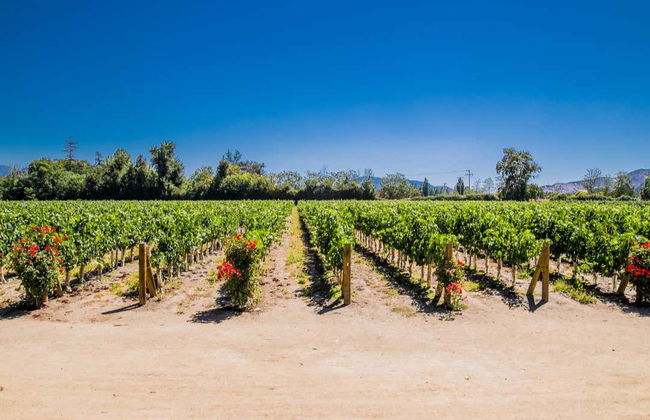 Excursão a Isla Negra, Algarrobo e Viña Undurraga - Foto 6