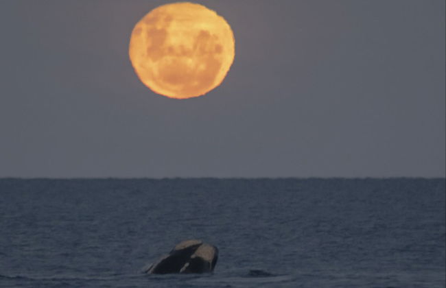 Observación de estrellas en la playa El Doradillo - Foto 4
