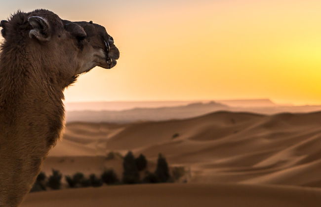Lever ou coucher de soleil dans le désert de Merzouga - Photo 6