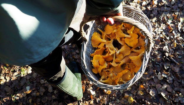 Escursione alla ricerca di funghi - Foto 4