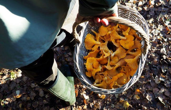 Escursione alla ricerca di funghi - Foto 4