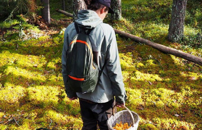 Escursione alla ricerca di funghi - Foto 5